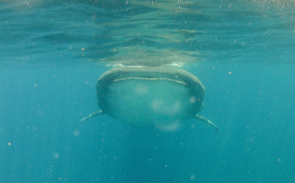 Swimming with whale sharks in Mexico